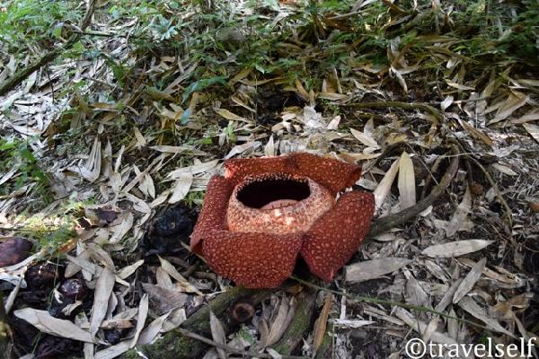 rafflesia photo of the largest flowers in the world