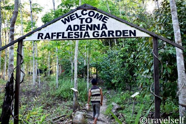 where does rafflesia grow photo