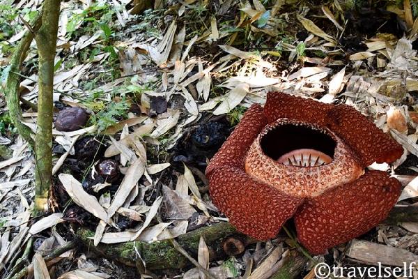 rafflesia rafflesia photo