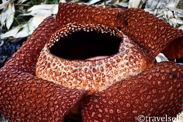 the largest flower in the world rafflesia photo
